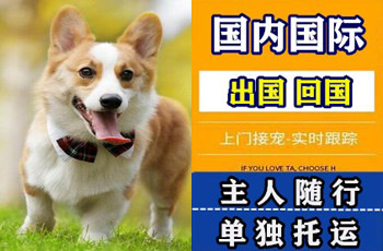 龙岩市宠物托运公司龙岩市宠物托运公司龙岩市宠物托运公司