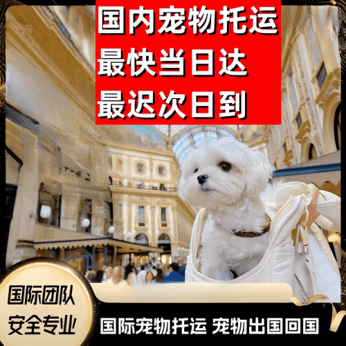 龙岩市到澳大利亚（澳洲）宠物入境规定和要求